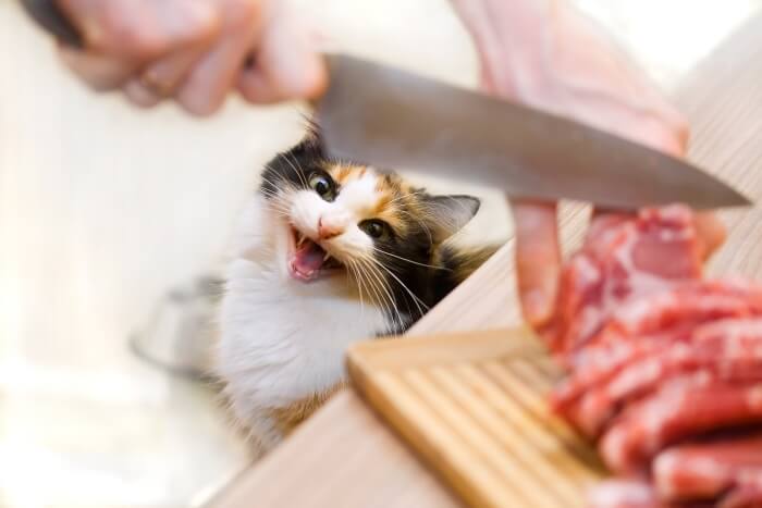 raw-cat-food