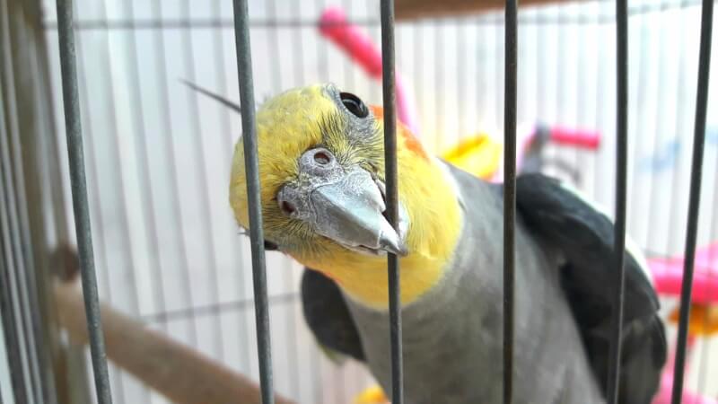 Adorable Cockatiel Names