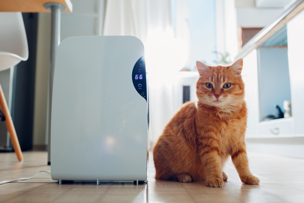 The 5 Best Air Purifiers For Cat Litter Dust In 2021 We're All About Pets