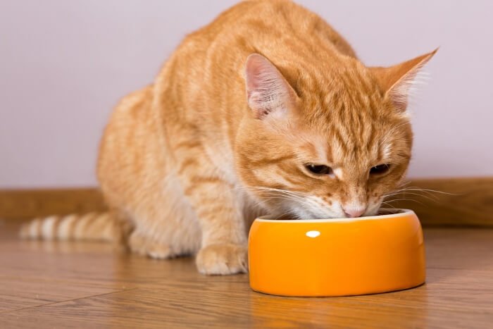 Best Cat Food for IBD