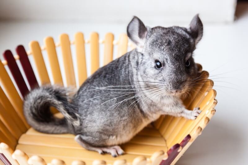 Cute Chinchilla Names