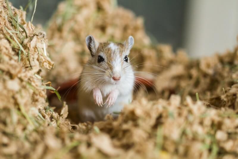 Cute Female Names for Gerbils