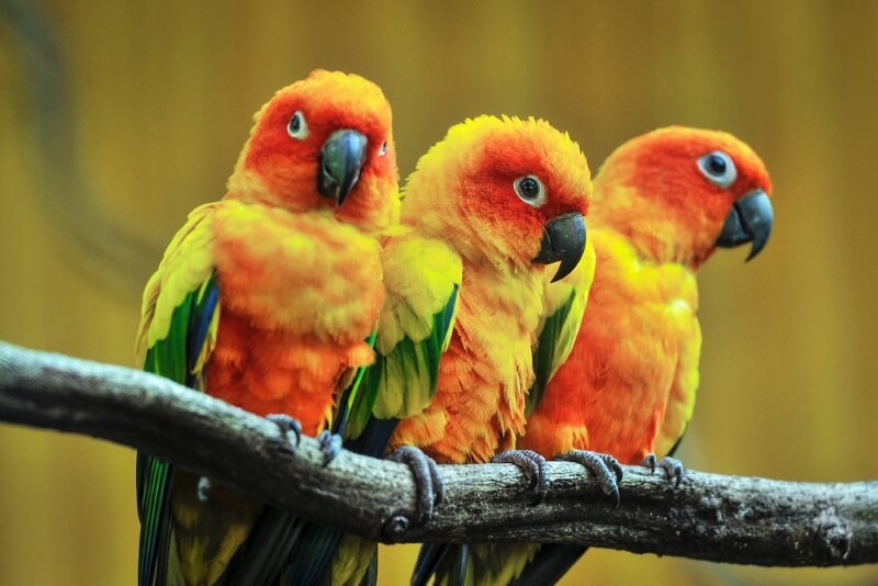 Husk Nøgle biografi 140 Best Funny & Cute Parrot Names In 2022 - We're All About Pets