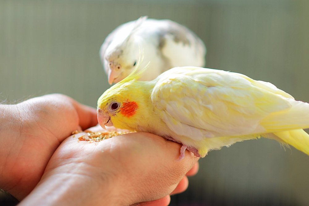 かわいいと愛らしいCockatielの名前