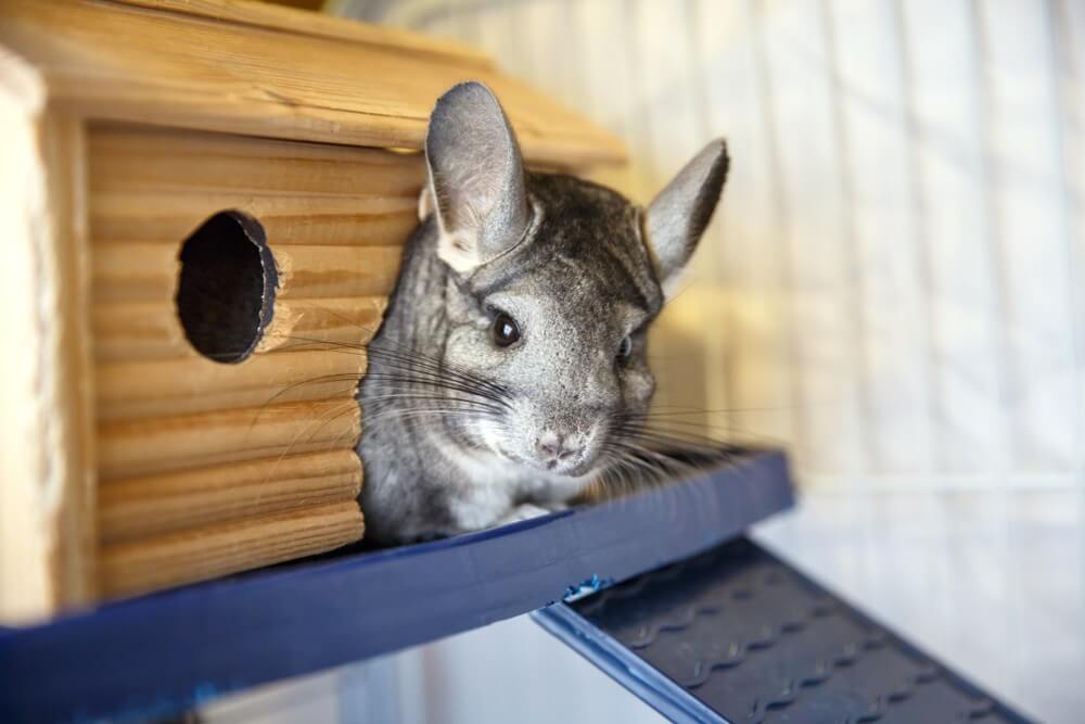 Female Chinchilla Names