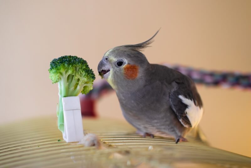 Female cockatiel names