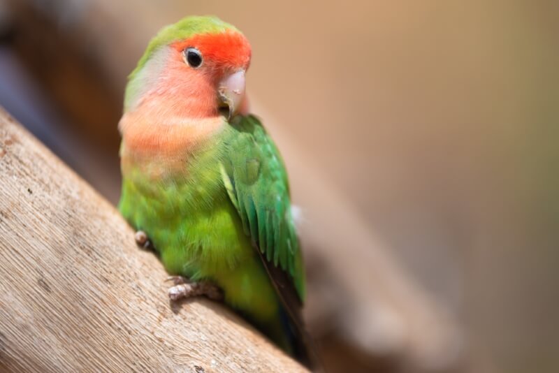 Female lovebird Names