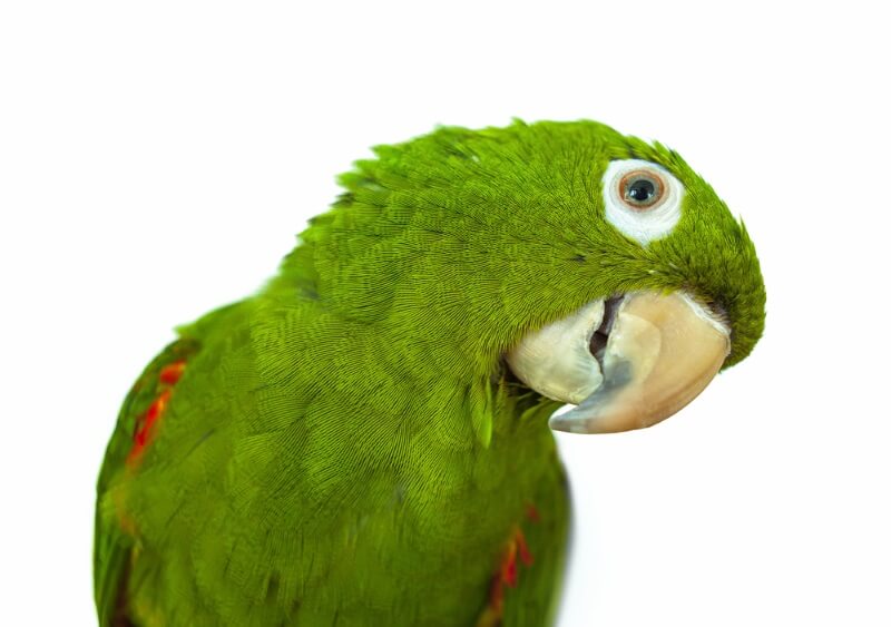 Funny Parrot Names