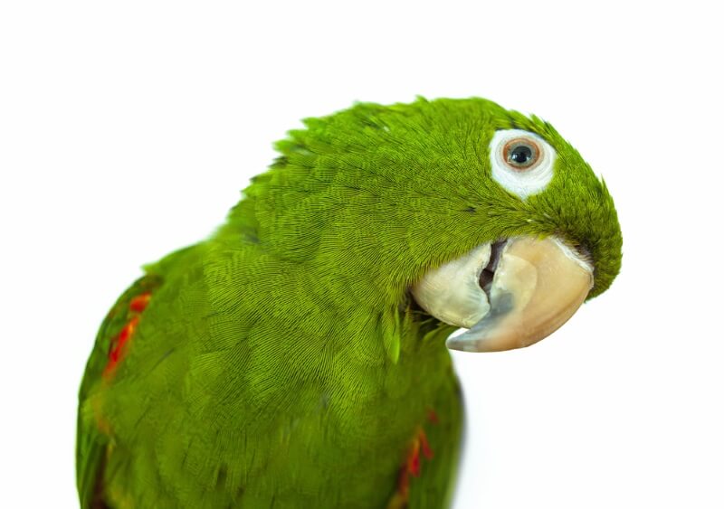 4 Letter Parrot Names