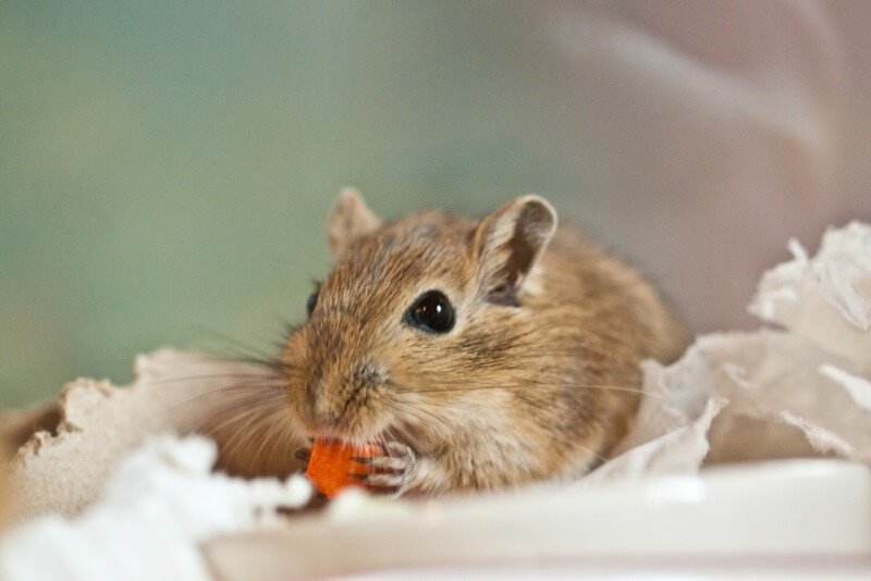 Gerbil Cute Male Names