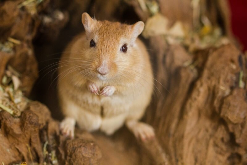 Gerbil Names
