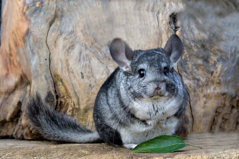 boy Chinchilla Names