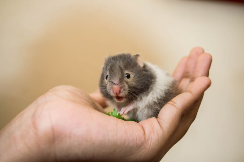 Most Popular Names for Pet Hamsters Most Popular Names for Pet Hamsters