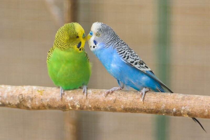 cute parakeets