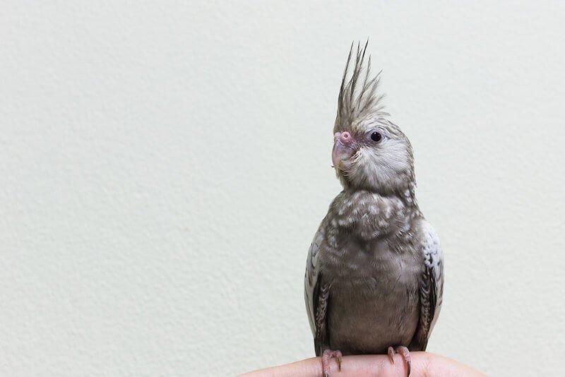  baby cockatiel navn