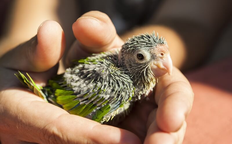 baby parakeet names