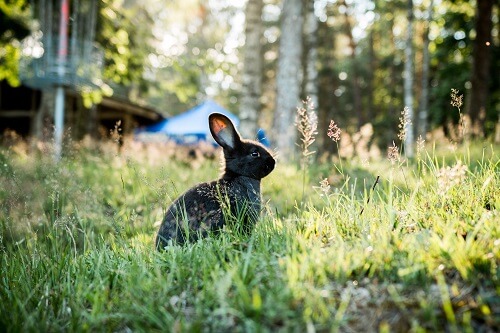 Cool Name Bunny In Spanish