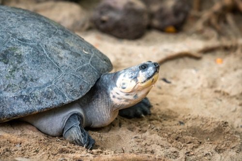 The 140 Best Pet Turtle Names We Re All About Pets,Substitute For Cornstarch In Cooking