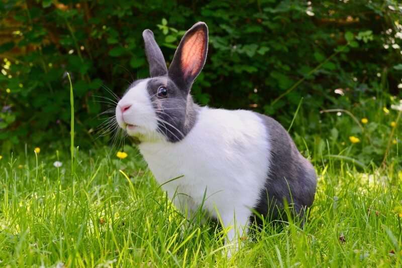 male or female rabbits as pets