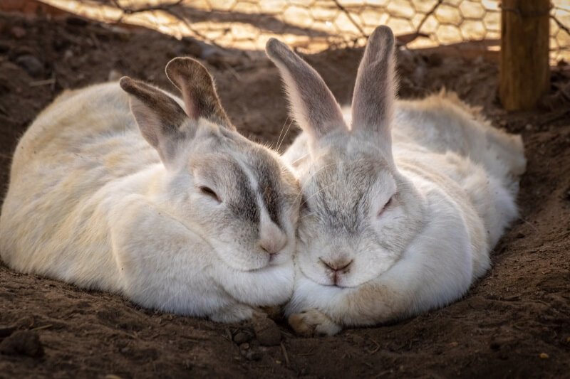 Spanish Bunny Names