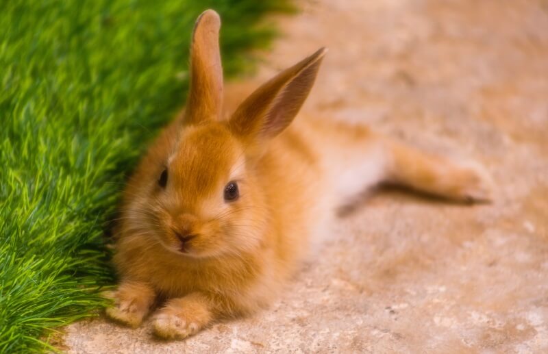 The 210 Best Rabbit Names In 2020 We Re All About Pets