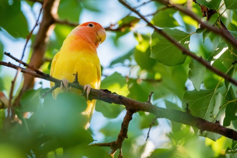 lovebird male names