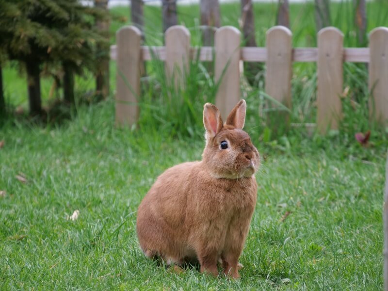 Boy Rabbit Names