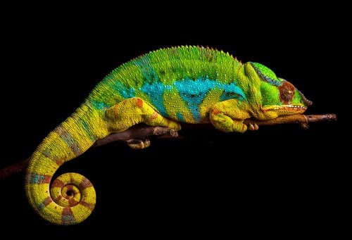 The 140 Best Chameleon Names With Meanings - We're All About Pets