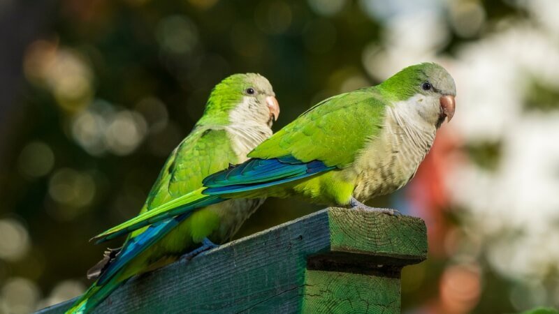 male parakeet names