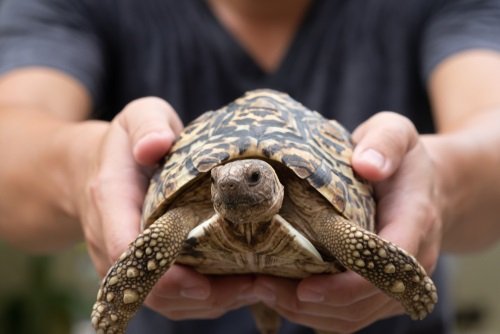 The 140 Best Pet Turtle Names We Re All About Pets