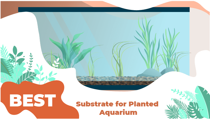 substrates planted aquarium