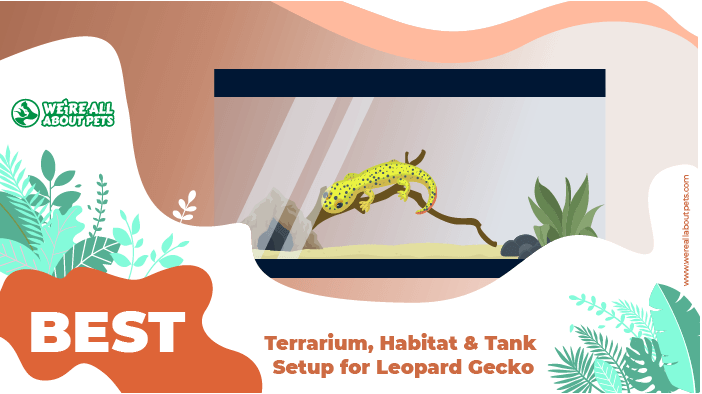 terrarium habitat for gecko