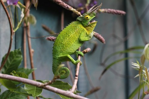 The 140 Best Chameleon Names With Meanings - We're All About Pets