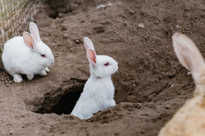 female of rabbit is called