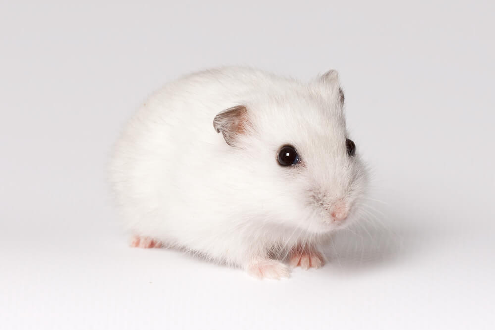 White Hamster Names