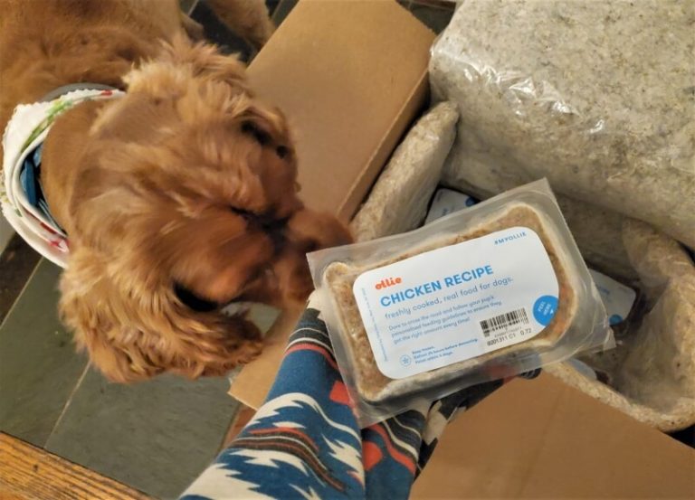 Ollie Dog Food Review [Purchased and Tested] 2022 We're All About Pets
