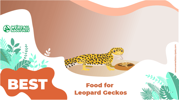 food for geckos