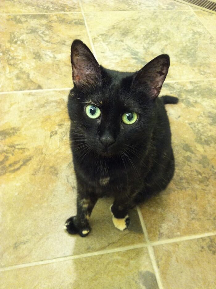 Polydactyl cat Polydactyl cat