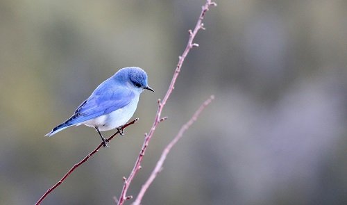 Blue Bird Names >> 100 Awesome Blue Bird Names We Re All About Pets Blue Bird Names >> 100 Awesome Blue Bird Names We Re All About Pets