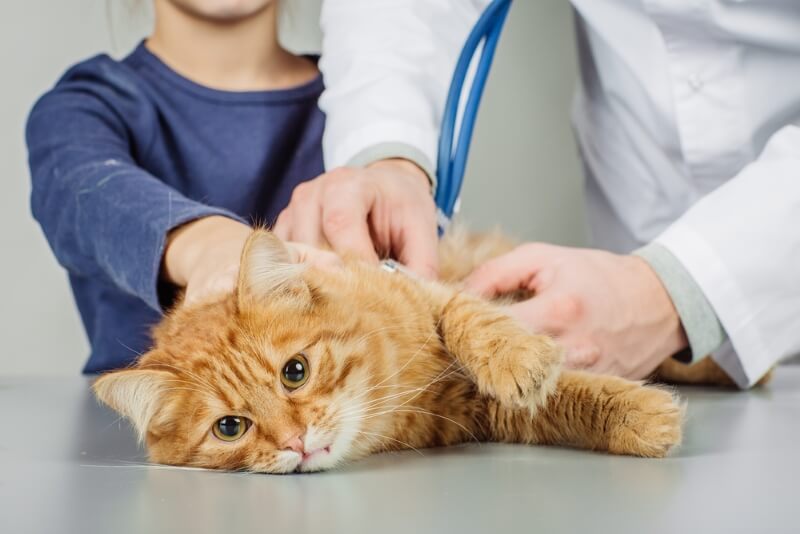 Blood in Cat Stool