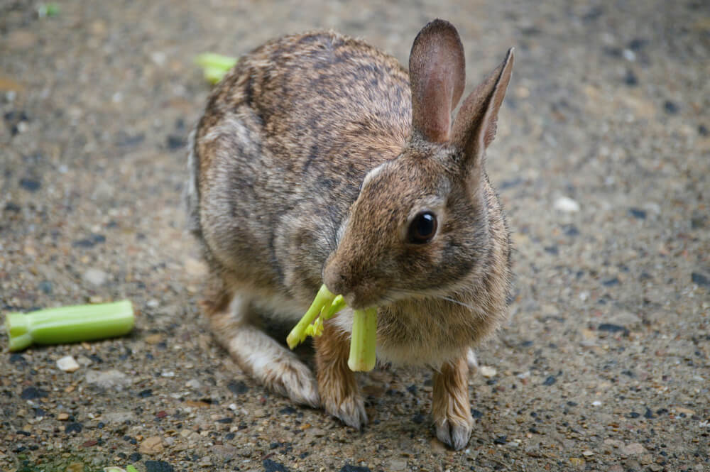 Can Rabbits Eat Celery We Re All About Pets Can Rabbits Eat Celery We Re All