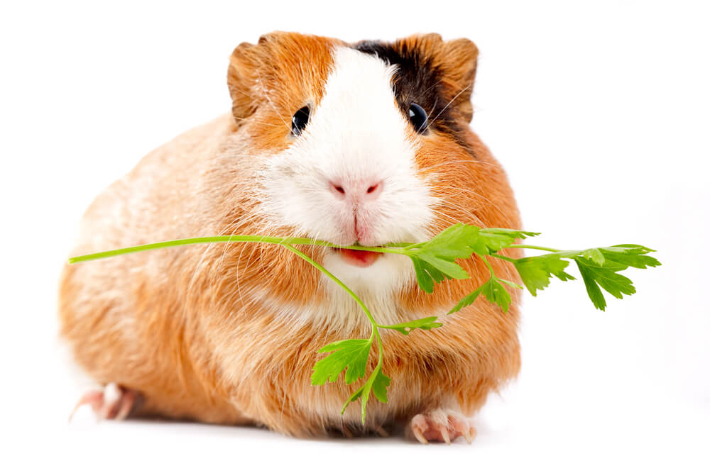 What Do Guinea Pigs Eat