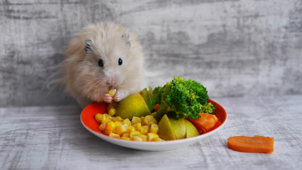 What Do Hamsters Eat