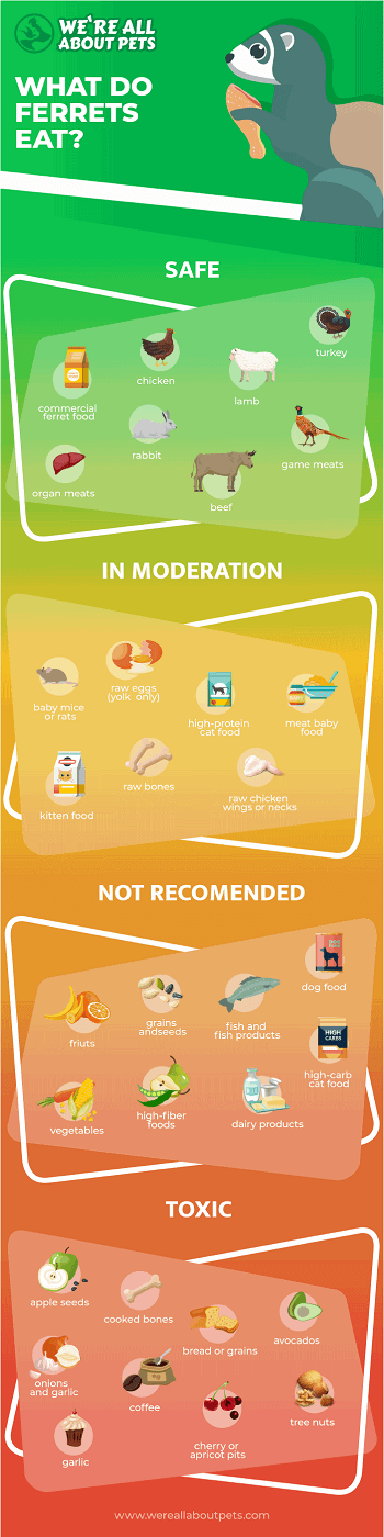 ferret food chart