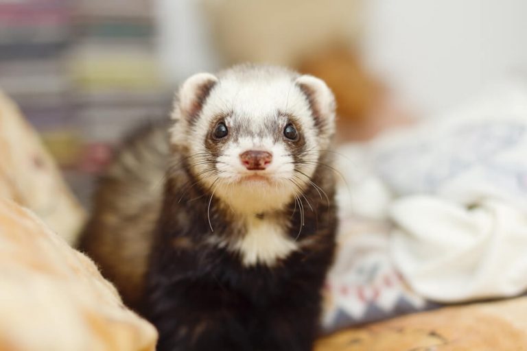 100 Ferret Girl Names - We're All About Pets