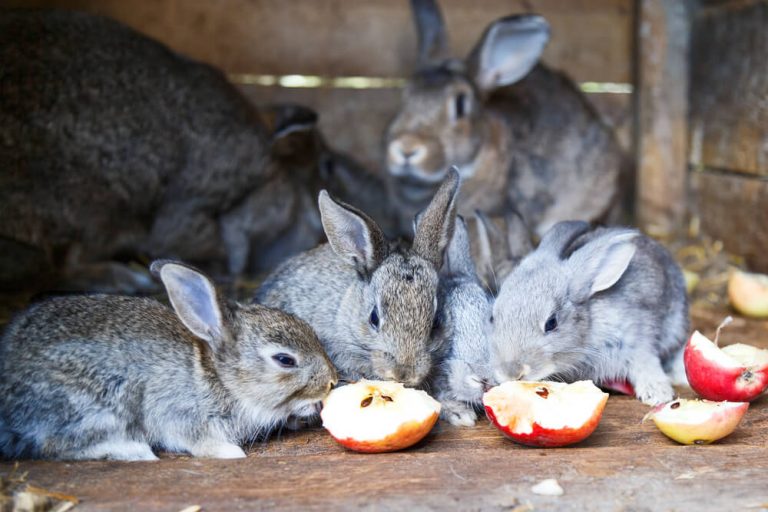 Can Rabbits Eat Apples? We're All About Pets