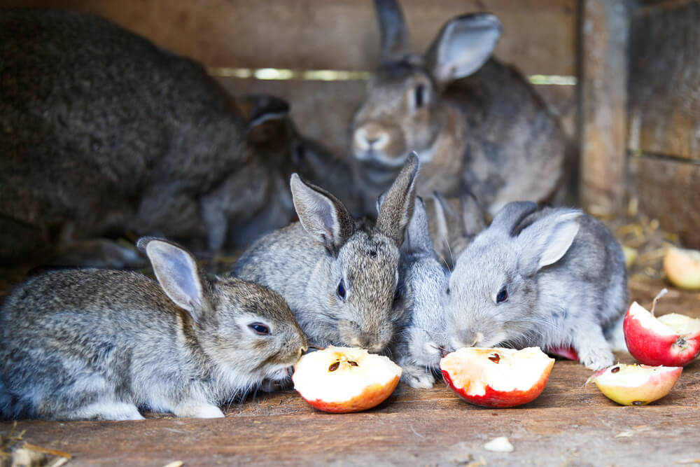 rabbit eat apple