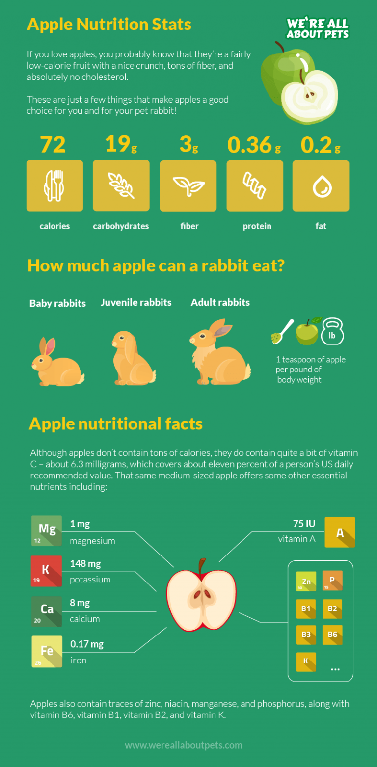 Can Rabbits Eat Apples? - We're All About Pets