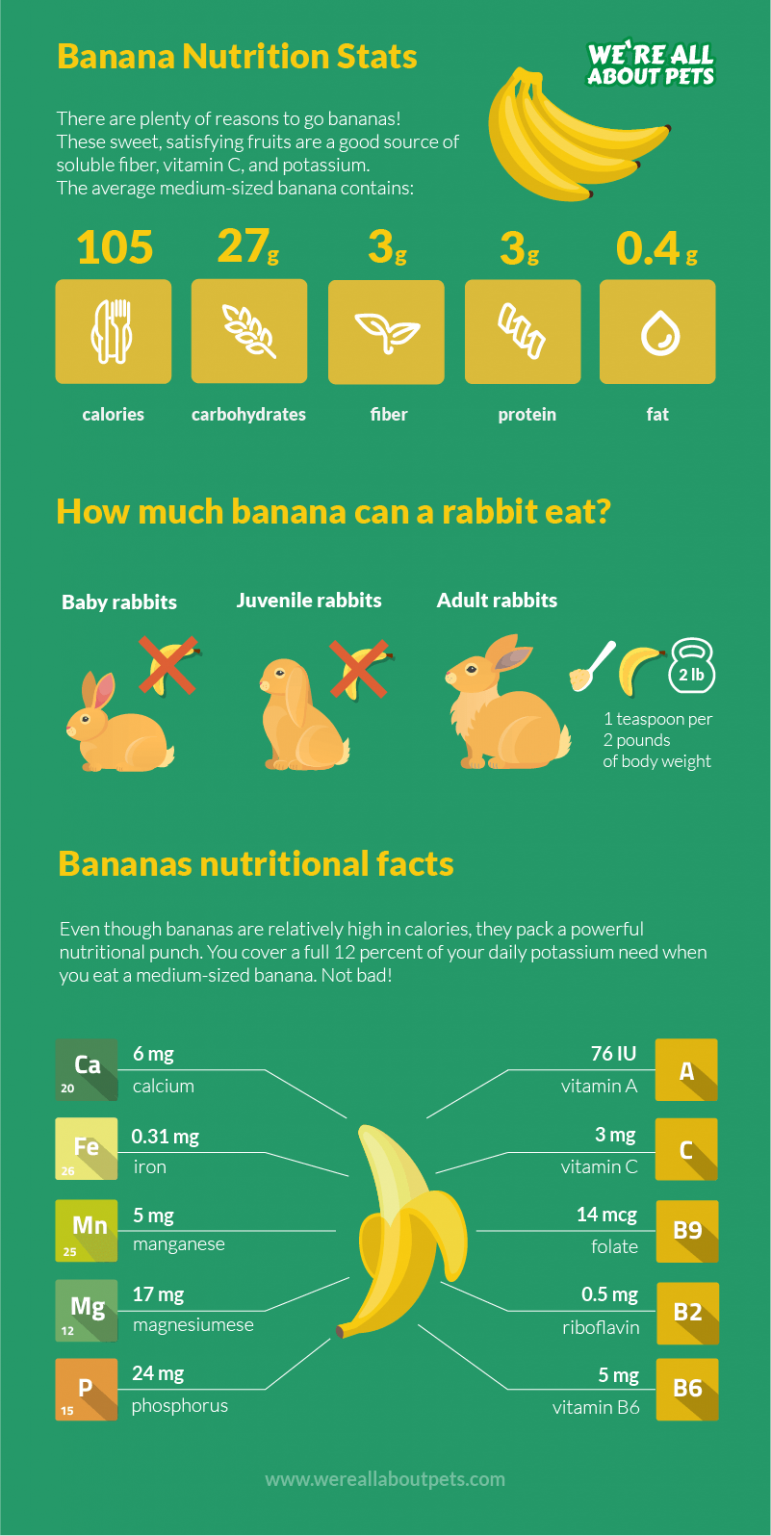 Can Rabbits Eat Bananas? We're All About Pets