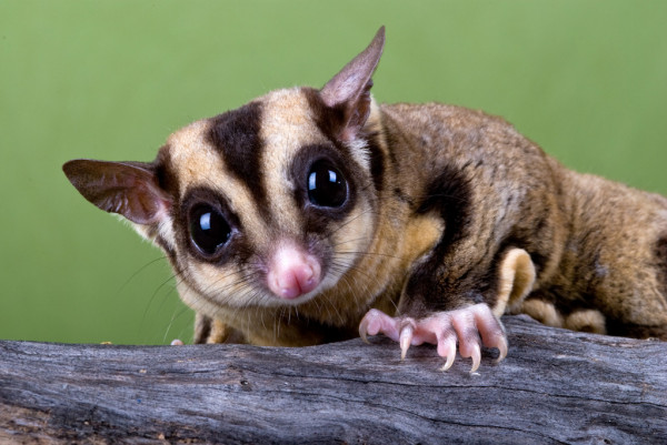 female sugar glider